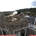 09_45-nest.jpg