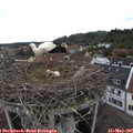 09_50-nest.jpg