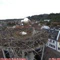 09_55-nest.jpg