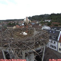 10_00-nest.jpg
