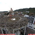 10_10-nest.jpg