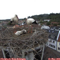 10_15-nest.jpg