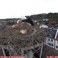 10_20-nest.jpg