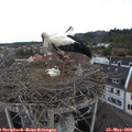 10_25-nest.jpg
