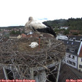 10_30-nest.jpg