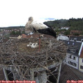 10_35-nest.jpg