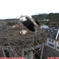 10_40-nest.jpg