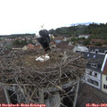 10_45-nest.jpg