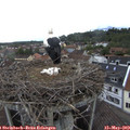 10_50-nest.jpg