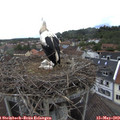 10_55-nest.jpg