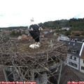 11_00-nest.jpg