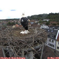 11_05-nest.jpg