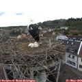 11_10-nest.jpg