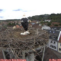 11_15-nest.jpg