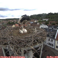 11_20-nest.jpg