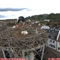 11_25-nest.jpg
