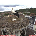 11_30-nest.jpg