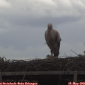 11_35-mast.jpg