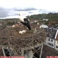 11_35-nest.jpg