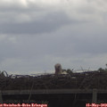 11_40-mast.jpg
