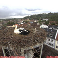 11_40-nest.jpg