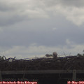 11_45-mast.jpg