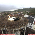 11_45-nest.jpg