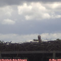 11_50-mast.jpg