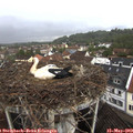 11_50-nest.jpg