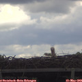 11_55-mast.jpg