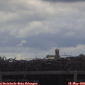 12_00-mast.jpg
