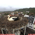 12_00-nest.jpg