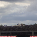 12_05-mast.jpg