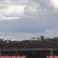 12_10-mast.jpg