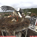 12_25-nest.jpg