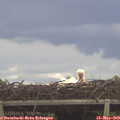 12_30-mast.jpg
