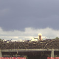 12_35-mast.jpg