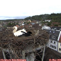 12_35-nest.jpg