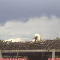 12_40-mast.jpg