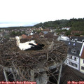 12_40-nest.jpg