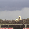 12_45-mast.jpg