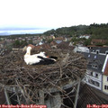 12_50-nest.jpg
