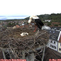 12_55-nest.jpg