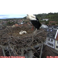 13_00-nest.jpg