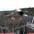 13_05-nest.jpg