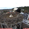 13_10-nest.jpg