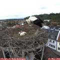 13_15-nest.jpg
