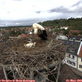 13_20-nest.jpg
