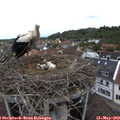 13_25-nest.jpg