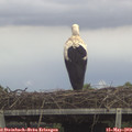 13_30-mast.jpg
